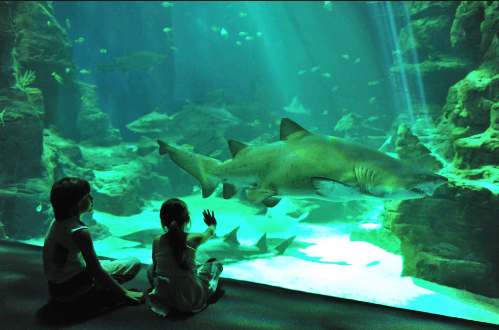 Aquarium Lisbon for family