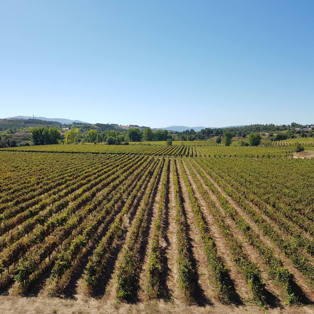 Guia de vinhos português com a vinha Almeida Garrett no Interior da Beira
