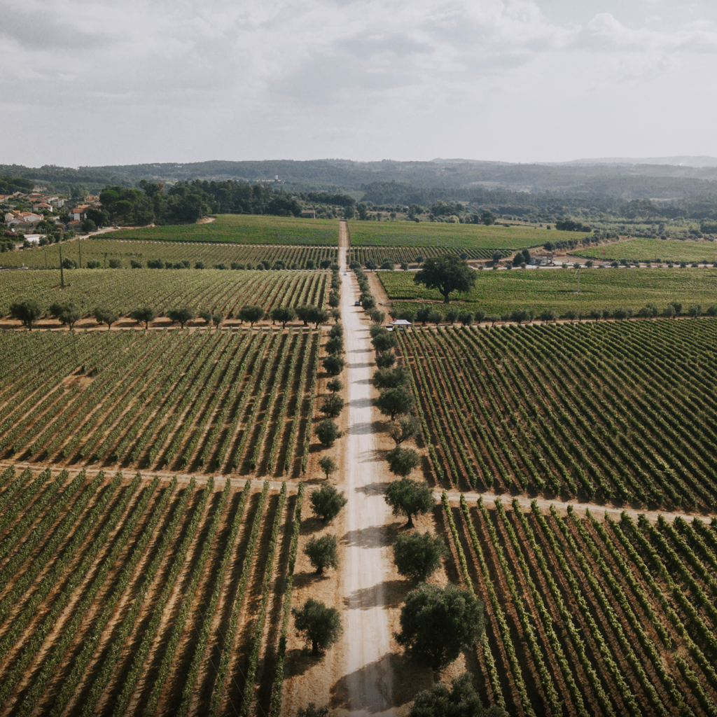 Guia de vinhos portugueses da região vinícola do Dão