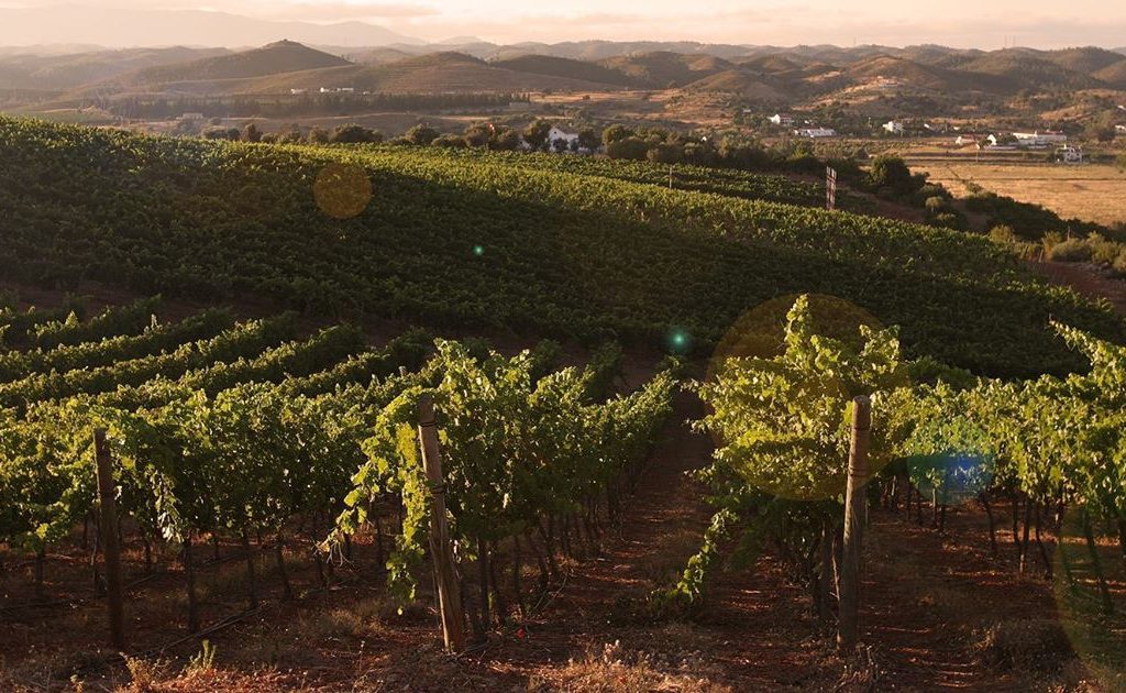Vinhas do Algarve, uma região vinícola incluída no nosso guia português de vinhos