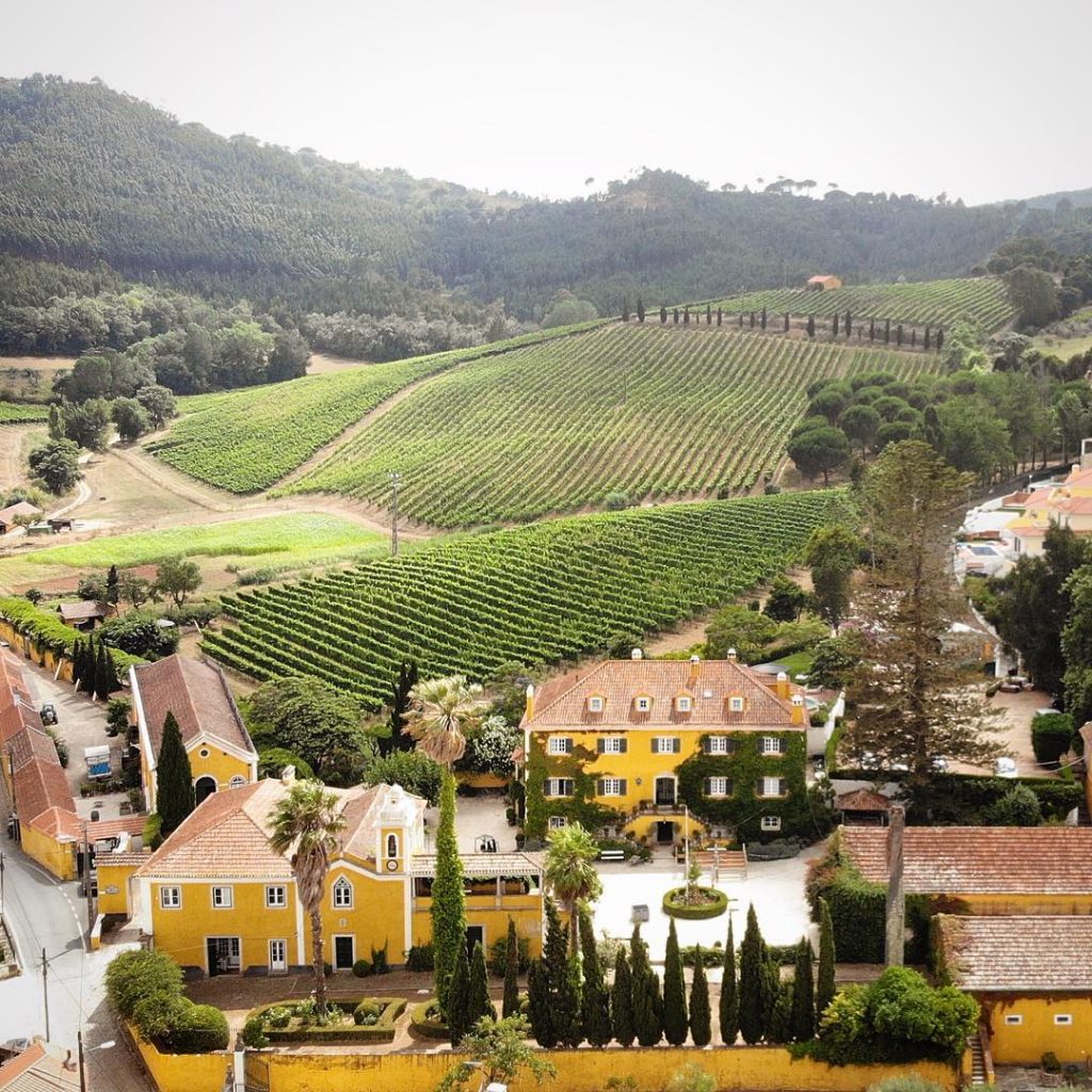 Guia de vinhos português com a vinha Quinta de Sant'Ana na região de Lisboa