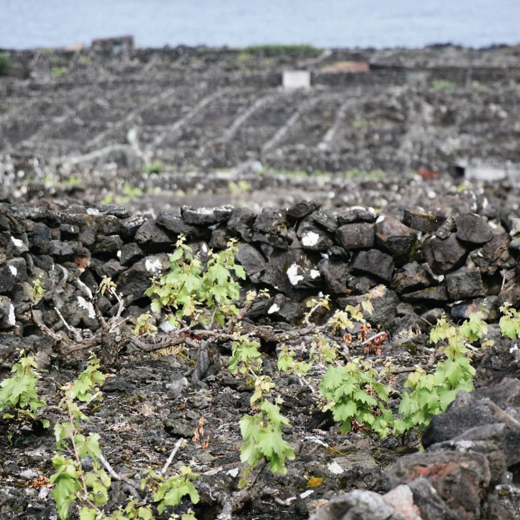 O guia de vinhos português com a vinha da cooperativa Pico Wines no arquipélago dos Açores