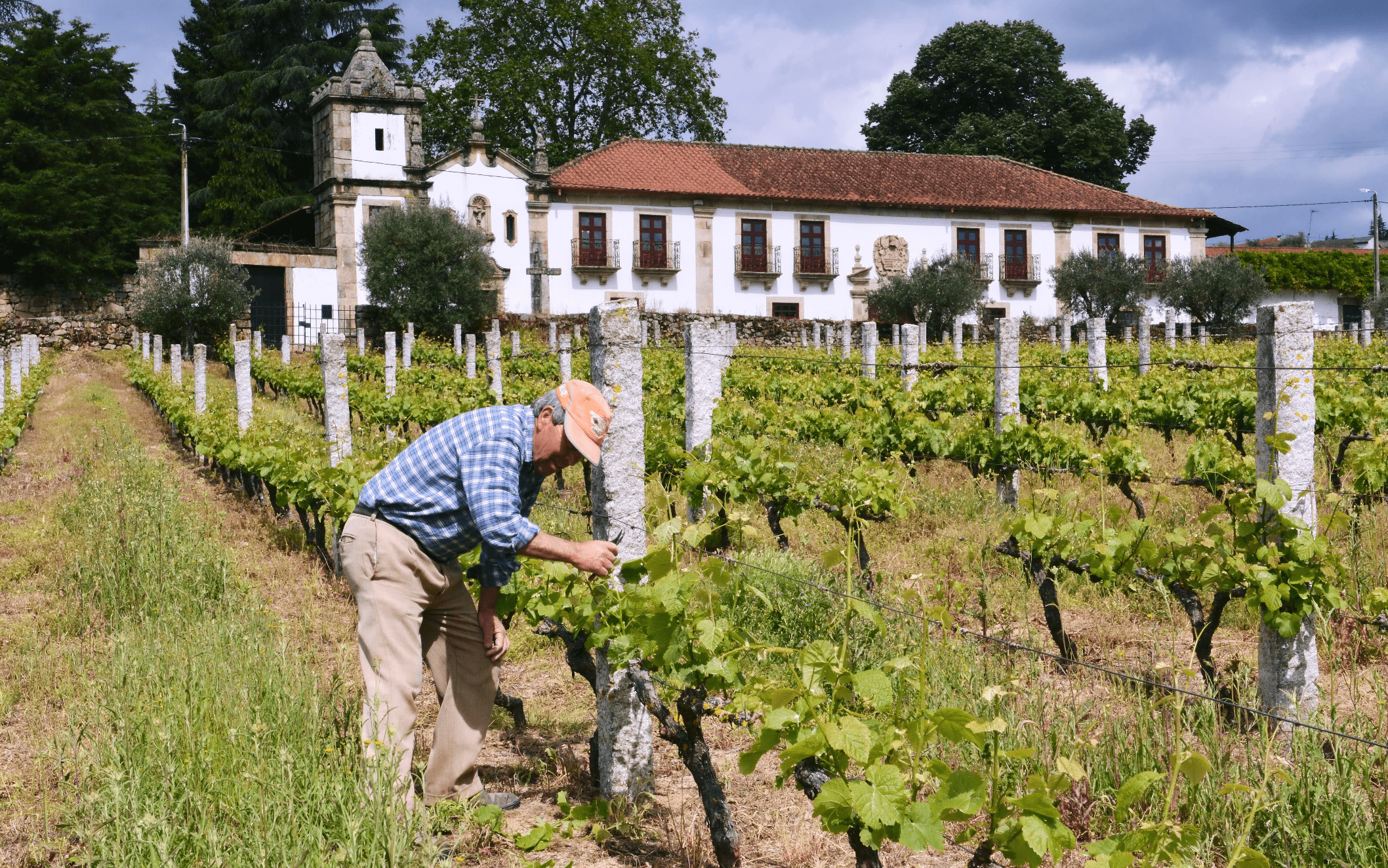 The wines of tras-Os-Montes in Portugal through the wines of Palmeirim d'Inglaterra