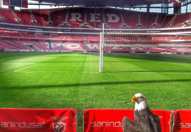 Visita al estadio de la luz y al museo de Benfica