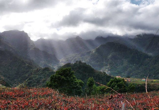 O guia de vinhos português com a vinha Barbeita na Ilha da Madeira